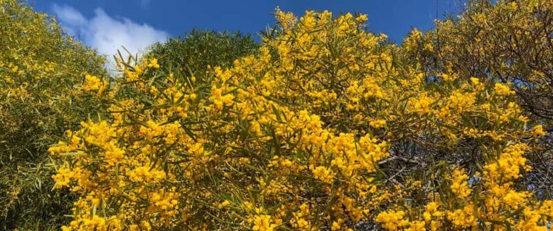 From Perth: Pinnacles Tour, Early Start, Avoid Crowds & Heat - The Sum Up