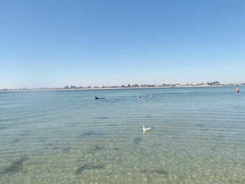 From Perth: Rockingham Seal & Penguin Islands Sea Kayak Tour - Final Thoughts