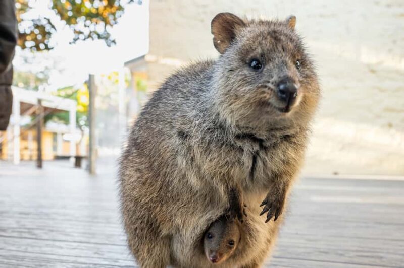 From Perth: Rottnest Island Full-Day Bike and Ferry Trip - Who Will Love This Tour?