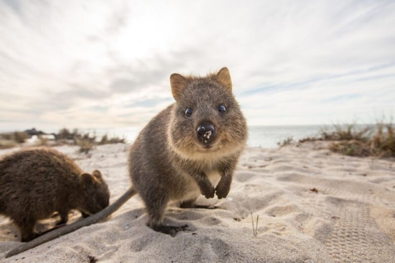 From Perth: Rottnest Island Grand Island Day Tour with Lunch - Wildlife Encounters and Free Time