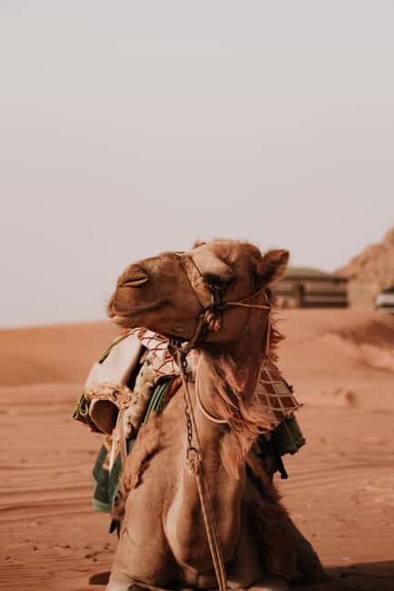From Petra: Visit wadi rum back to Amman or Amman Airport - Authenticity and Traveler Insights