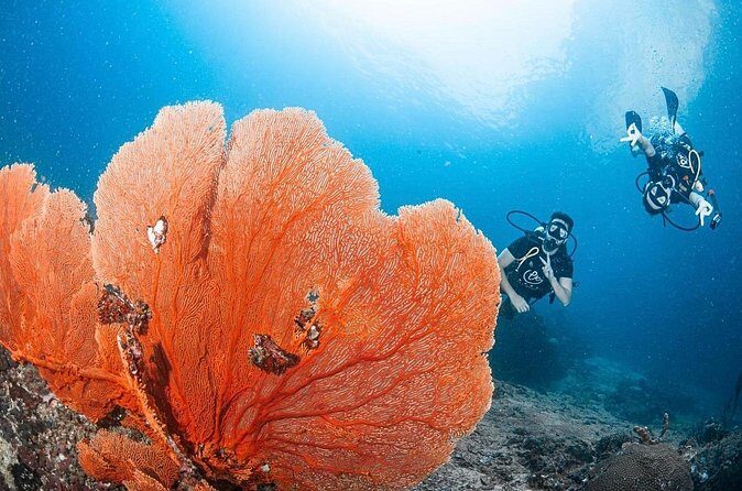 From Phi Phi Don | Half Day Discover Scuba Diving 2 Dives - Who Will Love This Tour?