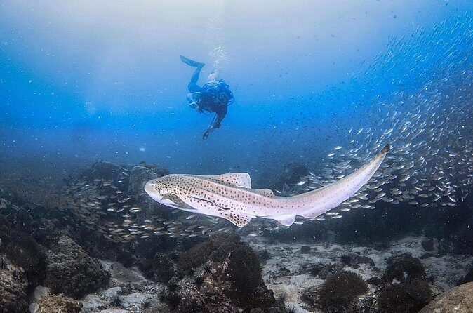 From Phi Phi Don | Half Day Discover Scuba Diving 2 Dives - The Sum Up: Who Should Consider This Experience?