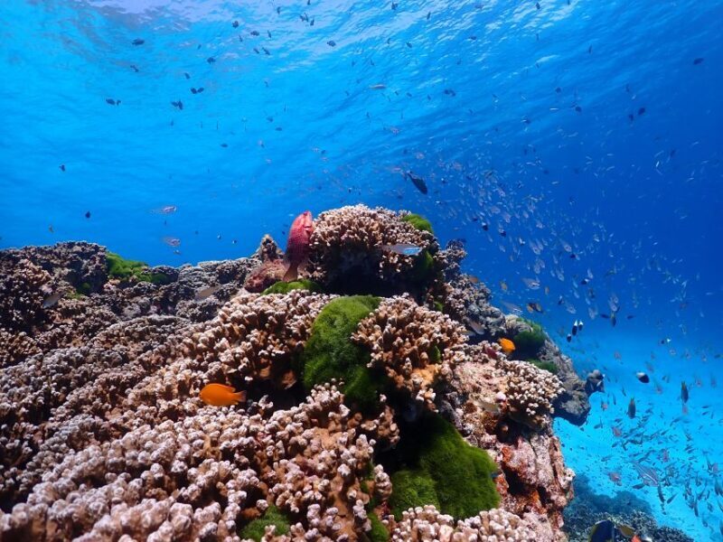 From Phi Phi: Full Day Snorkeling Trip by Longtail Boat - Frequently Asked Questions