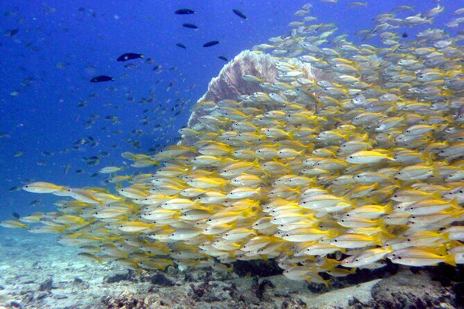From Phi Phi: Half Day Discover Scuba (2 Dives) - FAQs