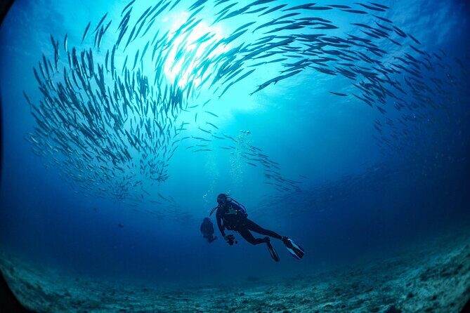 From Phi Phi: Half Day Trip for Certified Divers (2 Dives) - In-Depth Dive Into the Itinerary
