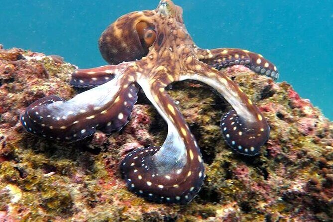From Phi Phi: Half Day Trip for Certified Divers (2 Dives) - Who Should Consider This Tour?
