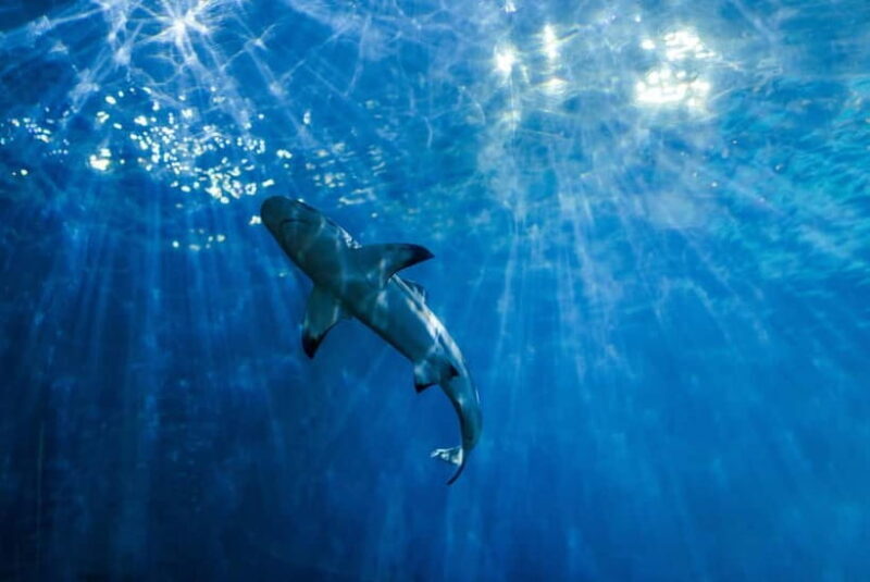 From Phi Phi : Maya Bay snorkeling trip by Speed Boat - Key Points