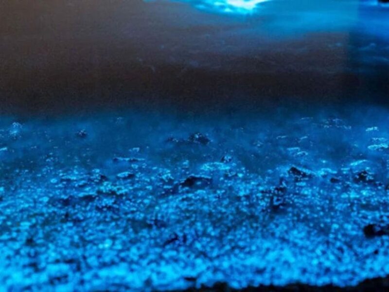 From Phi Phi: Sunset & Bioluminescent Plankton Snorkel Tour - FAQ