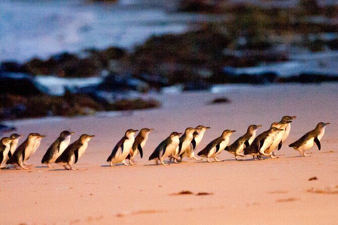 From Phillip Island: Wine and Wildlife Tour with Penguin Parade - An In-Depth Review of the Phillip Island Wine and Wildlife Tour