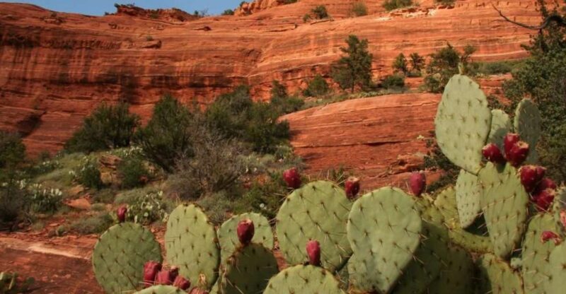 From Phoenix: Full-Day Sedona Small-Group Tour - Who Will Appreciate This Tour?