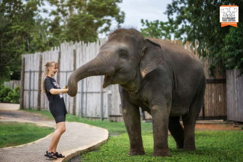 From Phuket: Elephant Jungle Sanctuary Feed and Shower Trip - An Honest Look at the Itinerary and Experience
