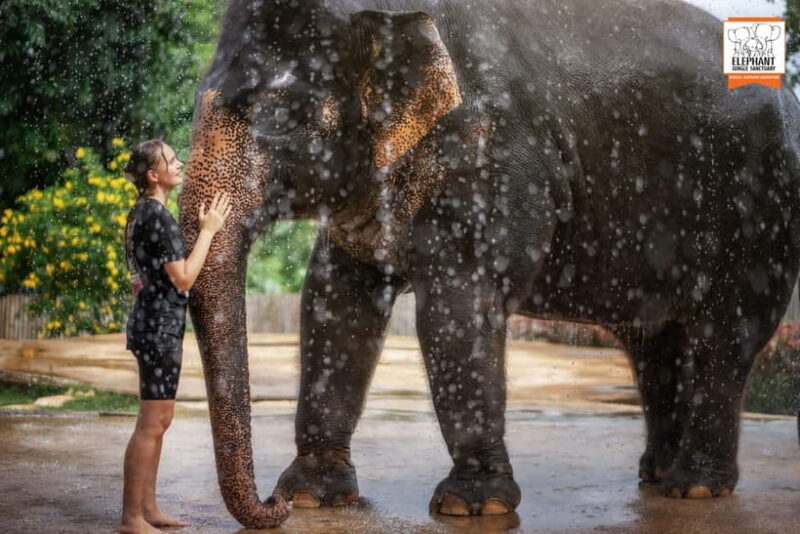 From Phuket: Elephant Jungle Sanctuary Feed and Shower Trip - Final Thoughts
