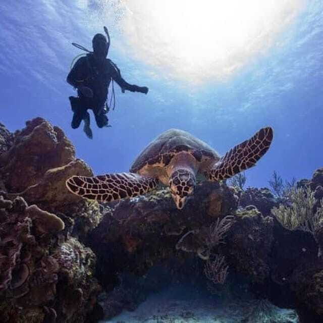From Playa del Carmen: Cozumel Diving Adventure - Final Thoughts