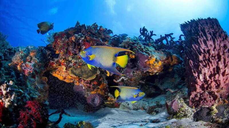 From Playa del Carmen: Cozumel Diving Adventure - FAQ