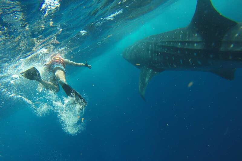 From Playa del Carmen: Whale Shark Tour - The Experience: What Makes It Special?