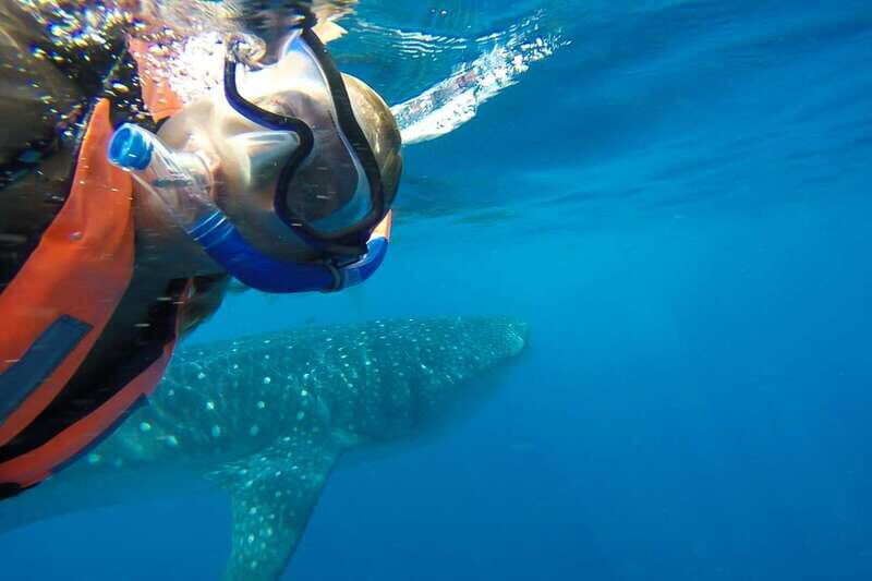 From Playa del Carmen: Whale Shark Tour - The Authenticity and Practical Aspects