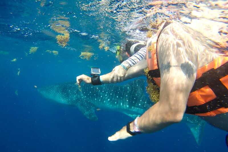 From Playa del Carmen: Whale Shark Tour - Final Thoughts: Who Would Love This?