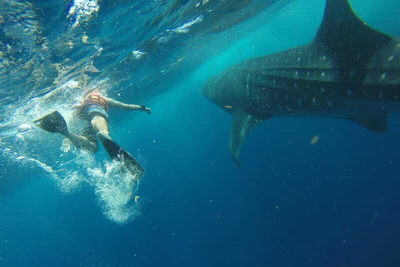 From Playa del Carmen: Whale Shark Tour - Final Verdict