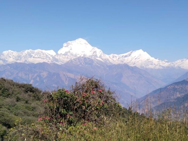 From Pokhara: 4-Day Annapurna and Poon Hill Himalayan Trek - An In-Depth Look at the Trek Experience