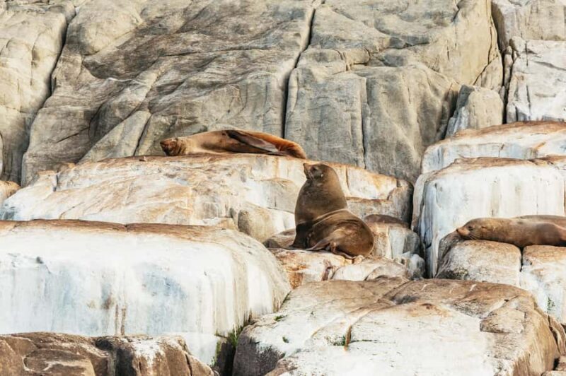 From Port Arthur: Tasman Island Wilderness Cruise - Introduction: What Is the Day Like?