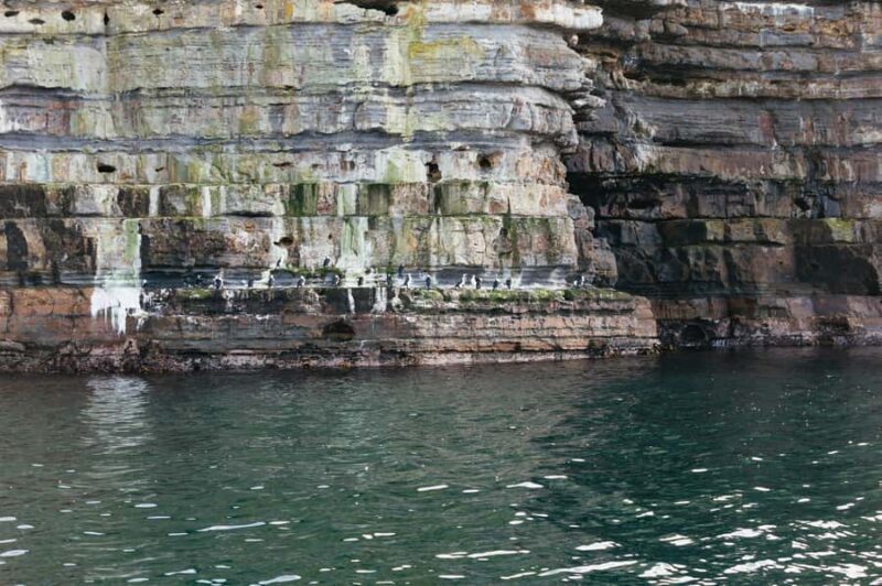 From Port Arthur: Tasman Island Wilderness Cruise - Practical Tips for Travelers