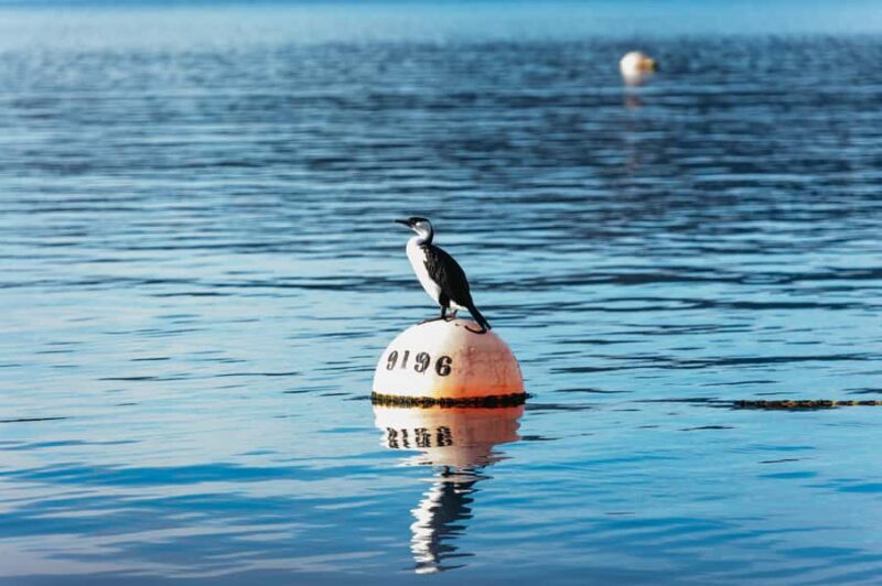 From Port Arthur: Tasman Island Wilderness Cruise - Frequently Asked Questions