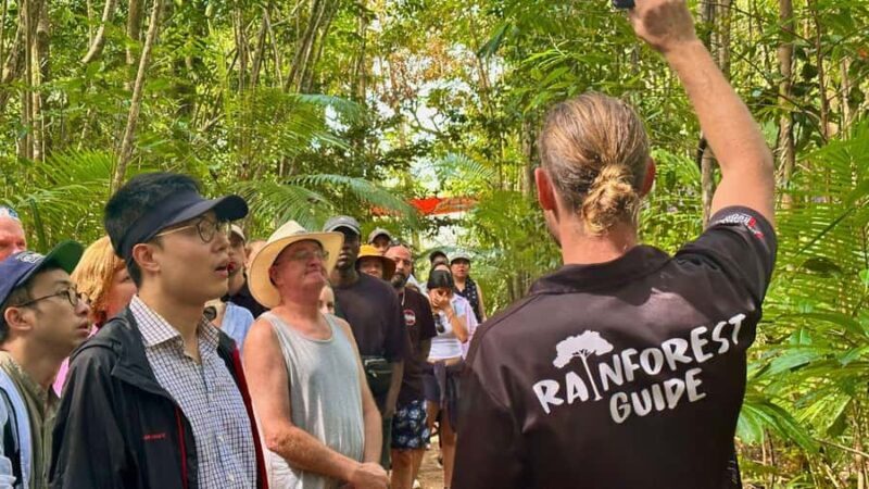 From Port Douglas: Daintree Rainforest & Mossman Gorge Tour - Starting the Day: Pickup & Transport