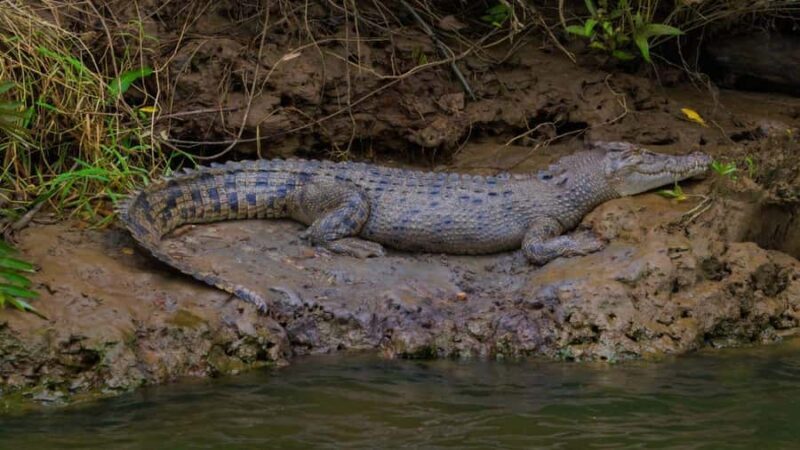 From Port Douglas: Daintree Rainforest & Mossman Gorge Tour - The Daintree & Cape Tribulation: Walking & Exploration