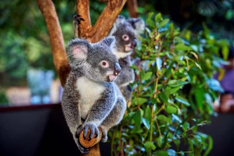 From Port Douglas: Hartley's Crocodile Park, Skyrail & Train - Authentic Experiences and Reviews