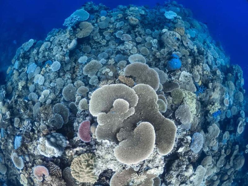 From Port Douglas: Outer Reef Cruise by Luxury Catamaran - Practical Details & Considerations