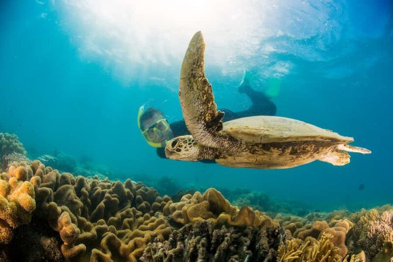 From Port Douglas: Sail to Low Isles Great Barrier Reef - Key Points