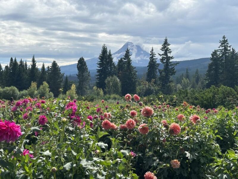 From Portland: Waterfalls, Mt Hood, and Wine Day Tour - Authentic Experiences and What Travelers Say