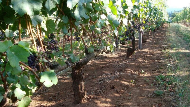 From Portland: Willamette Valley Full-Day Wine Tour - Final Thoughts: Is It Worth It?