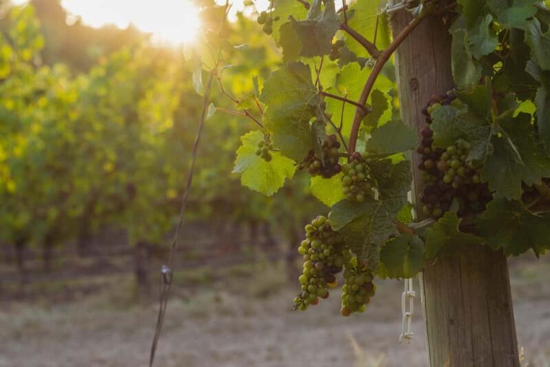 From Portland: Willamette Valley Wine Tasting Tour - First Winery: An Award-Winning Experience