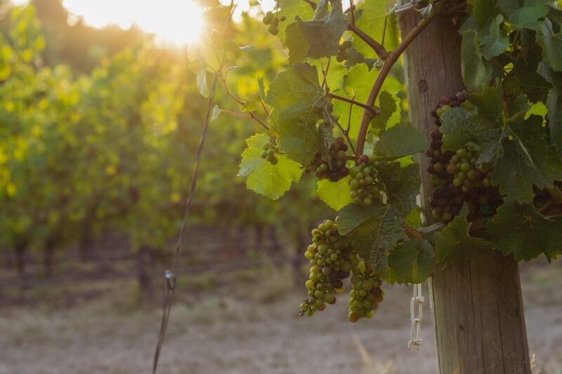 From Portland: Willamette Valley Wine Tasting Tour - Third Winery: The Finale & Wine Purchasing