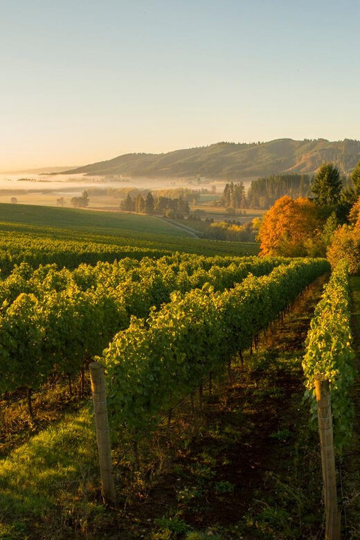 From Portland: Willamette Valley Wine Tasting Tour - Authenticity and Reviews