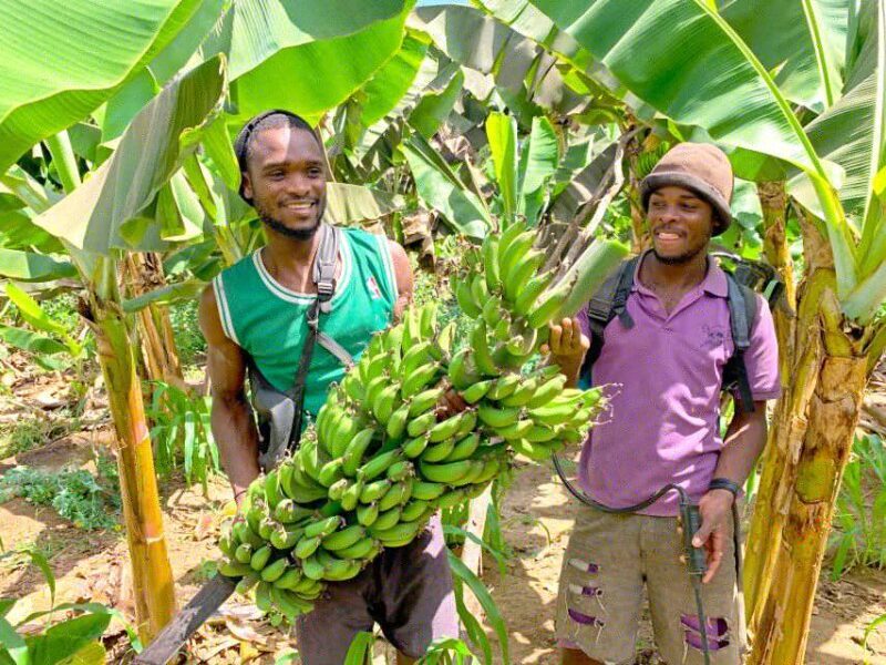 From Praia: Banana Plantation Tour and Cuscuz Workshop - Key Points