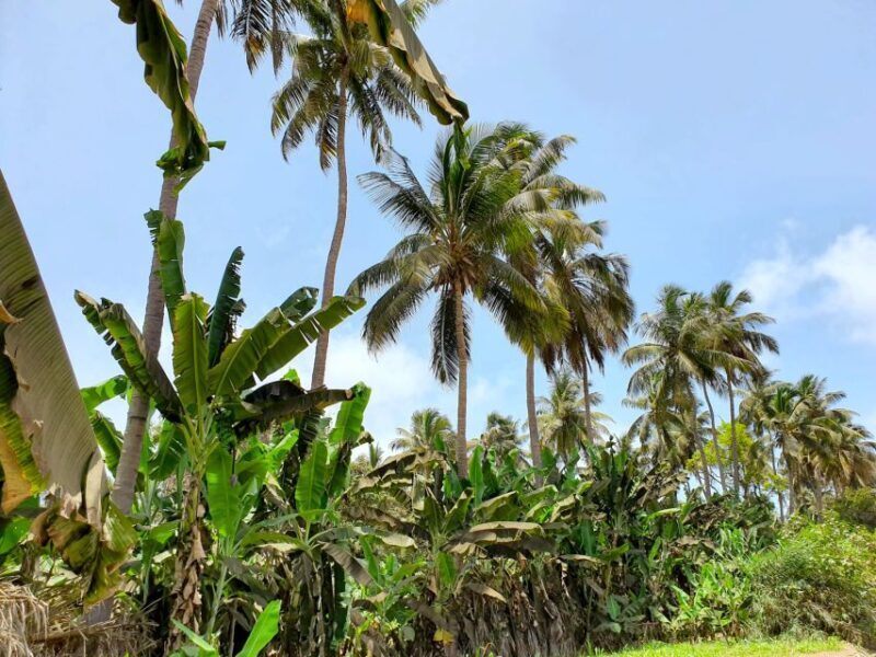 From Praia: Banana Plantation Tour and Cuscuz Workshop - An In-Depth Look at the Tour