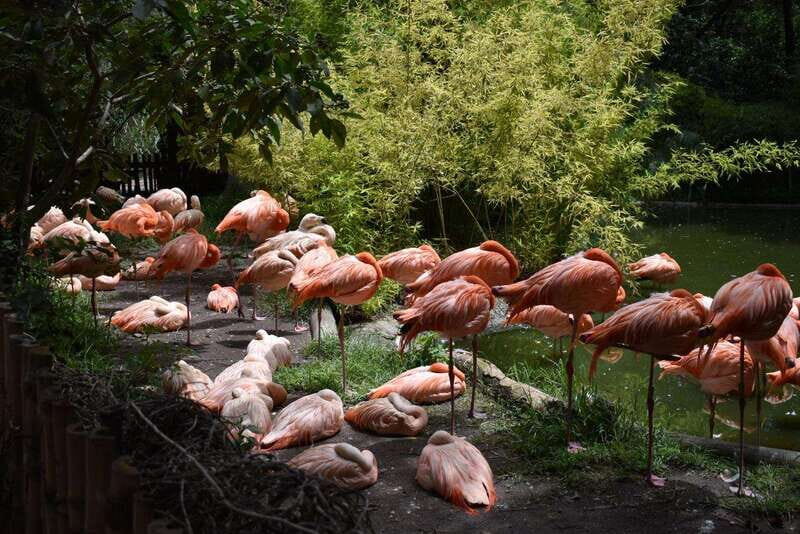 From Puebla: Africam Safari Private Tour all included - An In-Depth Look at the Africam Safari Tour