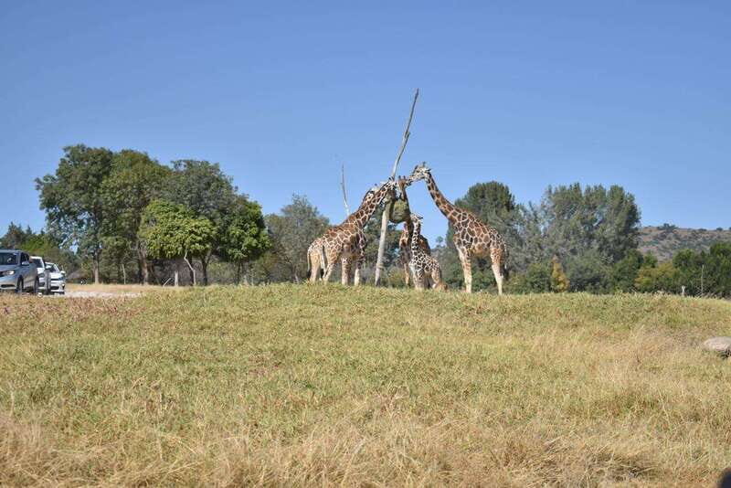 From Puebla: Africam Safari Private Tour all included - What’s Special About Africam Safari