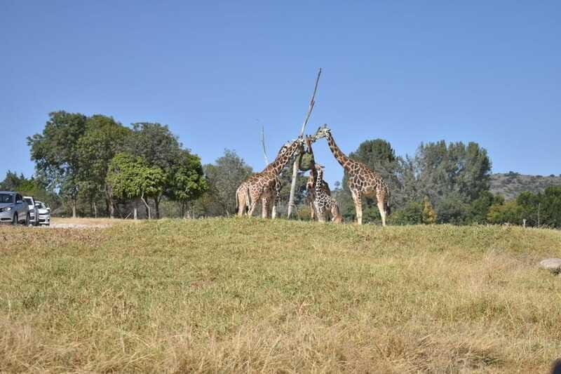 From Puebla: Africam Safari Private Tour all included - Who Will Love This Tour?