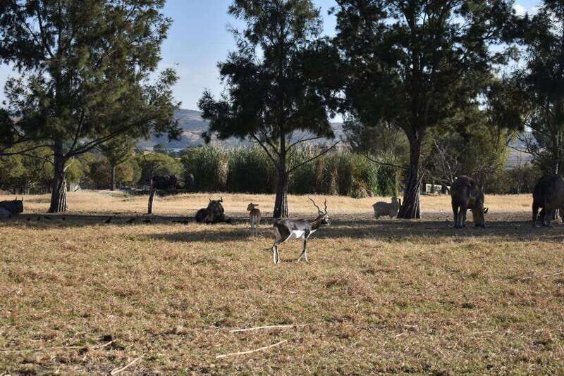 From Puebla: Africam Safari Private Tour all included - FAQ