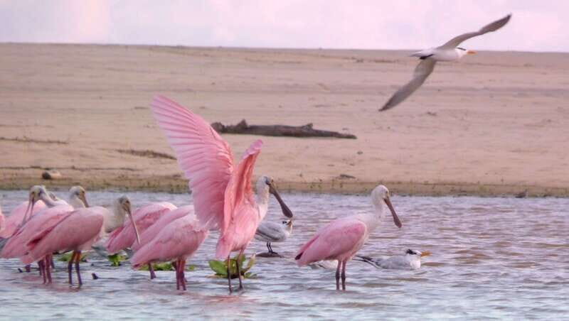 From Puerto Escondido: Birdwatching on a Boat - Key Points