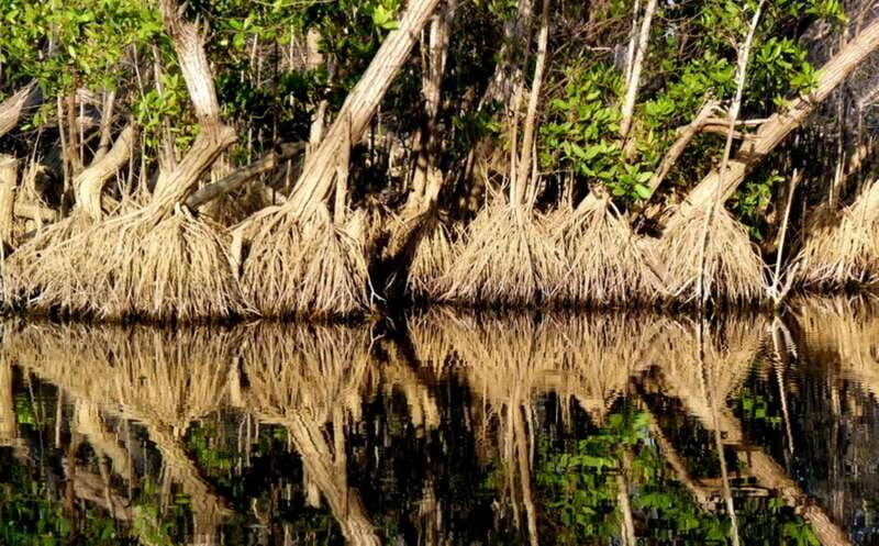 From Puerto Escondido: Birdwatching on a Boat - A More In-Depth Look at the Experience