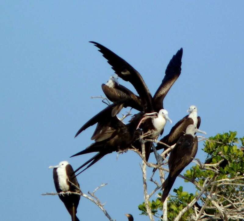 From Puerto Escondido: Birdwatching on a Boat - Who Should Consider This Tour?