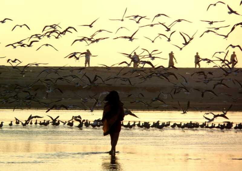 From Puerto Escondido: Birdwatching on a Boat - Final Thoughts