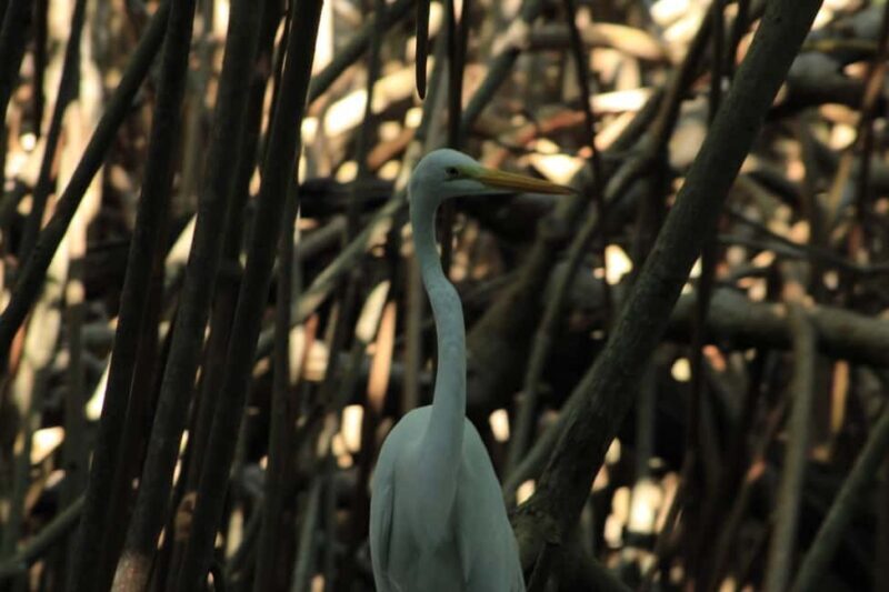 From Puerto Escondido: Day Trip to Chacahua National Park - Experiencing Bioluminescence