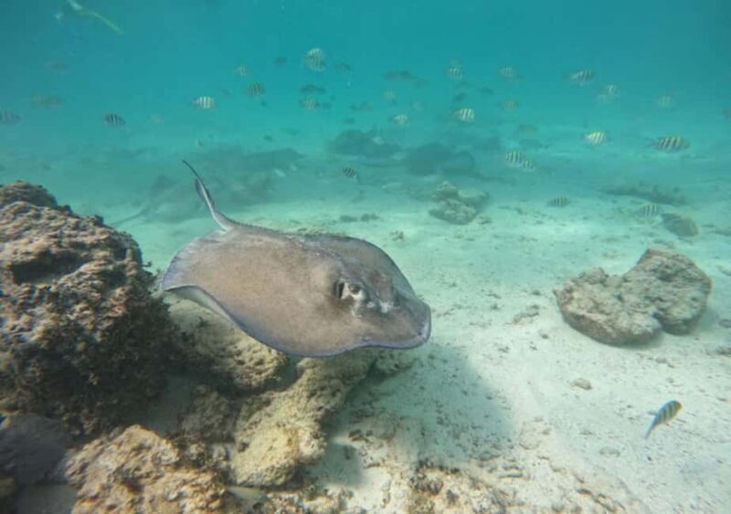 From Puerto Morelos: Ocean Reef Snorkeling - Who Should Consider This Tour?