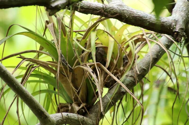 From Puerto Vallarta: 2-Hour Guided Sierra Vallejo Hike - A Balanced Look: The Pros and Cons